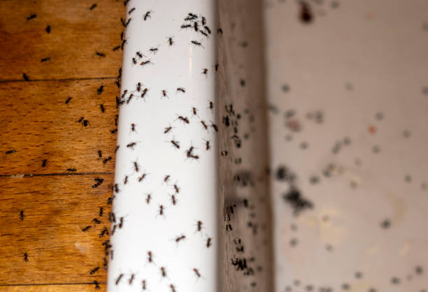 Best Residential Pest Control  in Wetumka, OK
